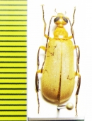 Zonitoshema sp.  Thailand - INSECTS-STORE.RU
