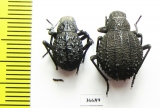 Tenebrionidae sp.  Zambia - INSECTS-STORE.RU
