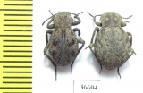 Tenebrionidae sp.  Zambia - INSECTS-STORE.RU