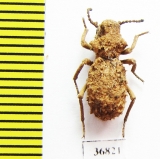 Sepidiini sp.  Zambia - INSECTS-STORE.RU