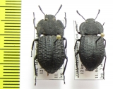 Tenebrionidae sp.  Zimbabwe - INSECTS-STORE.RU