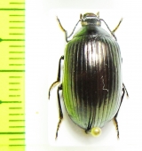 Tenebrionidae sp.  Ethiopia - INSECTS-STORE.RU