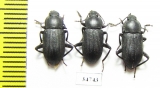 Tenebrionidae sp.  Ethiopia - INSECTS-STORE.RU