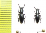 Tenebrionidae sp.  Kenya - INSECTS-STORE.RU