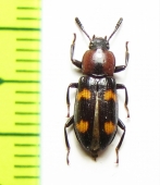 Menephilus distinguendus  Kenya - INSECTS-STORE.RU