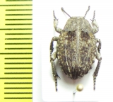 Orientochile elegans  Kenya - INSECTS-STORE.RU