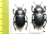 Tenebrionidae sp.  Namibia - INSECTS-STORE.RU