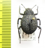 Alogenius cavifrons  Namibia - INSECTS-STORE.RU