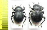 Gonopus sp.  Namibia - INSECTS-STORE.RU