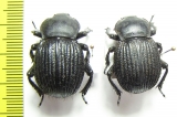 Gonopus sp.  Namibia - INSECTS-STORE.RU