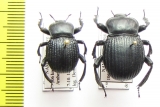 Gonopus tibialis  Namibia - INSECTS-STORE.RU