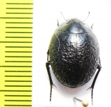 Gyrosis orbicularis  Namibia - INSECTS-STORE.RU