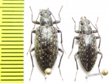 Imatismus sp.  Namibia - INSECTS-STORE.RU