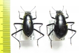 Onymacris laeviceps, pair  Namibia - INSECTS-STORE.RU