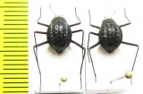 Stenodesia globulum  Namibia - INSECTS-STORE.RU