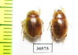 Pachyphaleria capensis  Namibia - INSECTS-STORE.RU