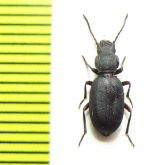 Rhammatodes subcostatus  Namibia - INSECTS-STORE.RU