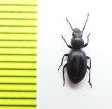 Rhammatodes tagenestoides  Namibia - INSECTS-STORE.RU