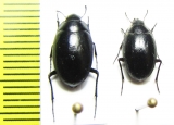 Zophosis sp.  Namibia - INSECTS-STORE.RU