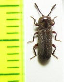 Tenebrionidae sp.  Tanzania - INSECTS-STORE.RU