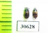 Tenebrionidae sp.  Madagascar - INSECTS-STORE.RU