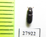 Tenebrionidae sp.  Madagascar - INSECTS-STORE.RU