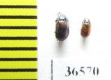 Tenebrionidae sp.  Madagascar - INSECTS-STORE.RU