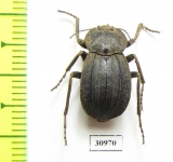 Tenebrionidae sp.  Madagascar - INSECTS-STORE.RU