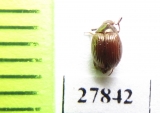 Tenebrionidae sp.  Madagascar - INSECTS-STORE.RU