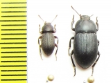 Tenebrionidae sp.  Madagascar - INSECTS-STORE.RU