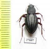 Tenebrionidae sp.  South Africa Rep. - INSECTS-STORE.RU
