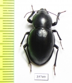 Tenebrionidae sp.  South Africa Rep. - INSECTS-STORE.RU