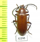 Tenebrionidae sp.  South Africa Rep. - INSECTS-STORE.RU