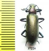 Tenebrionidae sp.  South Africa Rep. - INSECTS-STORE.RU