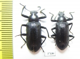 Tenebrionidae sp.  South Africa Rep. - INSECTS-STORE.RU