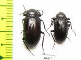 Tenebrionidae sp.  South Africa Rep. - INSECTS-STORE.RU