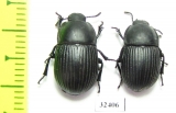 Tenebrionidae sp.  South Africa Rep. - INSECTS-STORE.RU