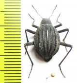 Tenebrionidae sp.  South Africa Rep. - INSECTS-STORE.RU
