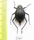 Tenebrionidae sp.  South Africa Rep. - INSECTS-STORE.RU