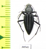 Tenebrionidae sp.  South Africa Rep. - INSECTS-STORE.RU