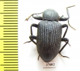 Tenebrionidae sp.  South Africa Rep. - INSECTS-STORE.RU