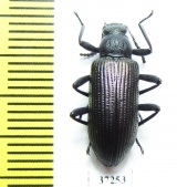 Tenebrionidae sp.  South Africa Rep. - INSECTS-STORE.RU