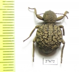 Tenebrionidae sp.  South Africa Rep. - INSECTS-STORE.RU