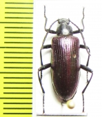 Tenebrionidae sp.  South Africa Rep. - INSECTS-STORE.RU
