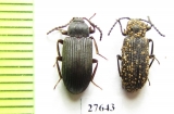 Tenebrionidae sp.  South Africa Rep. - INSECTS-STORE.RU