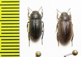 Gonocephalum sp.  South Africa Rep. - INSECTS-STORE.RU