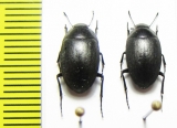 Zophosis sp.  South Africa Rep. - INSECTS-STORE.RU