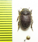 Tenebrionidae sp.  Argentina - INSECTS-STORE.RU