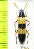 Tenebrionidae sp.  Argentina - INSECTS-STORE.RU