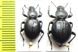 Emmallodera coriacea  Argentina - INSECTS-STORE.RU